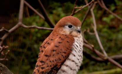 kestrel mauritius